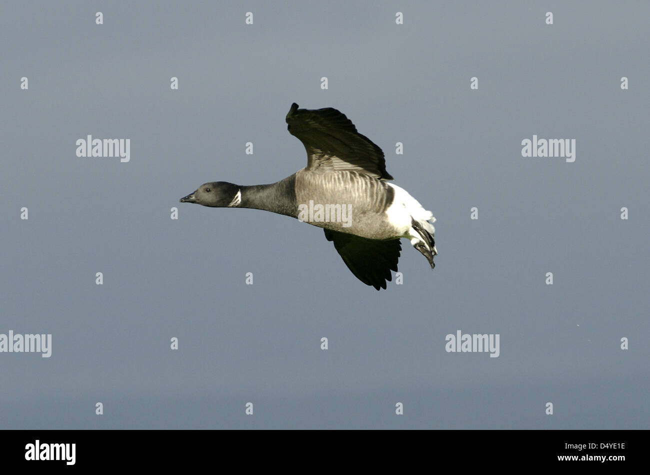 Brent Goose (Branta bernicla) in flight,  West Sussex (UK) Stock Photo