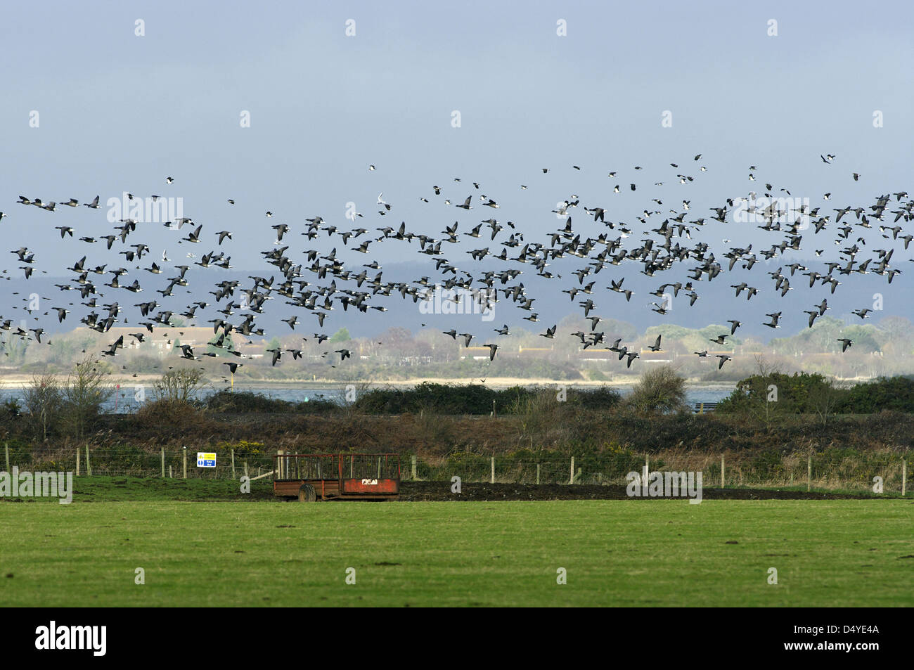 Flock of wintering Brent Goose (Branta bernicla),  West Sussex (UK) Stock Photo