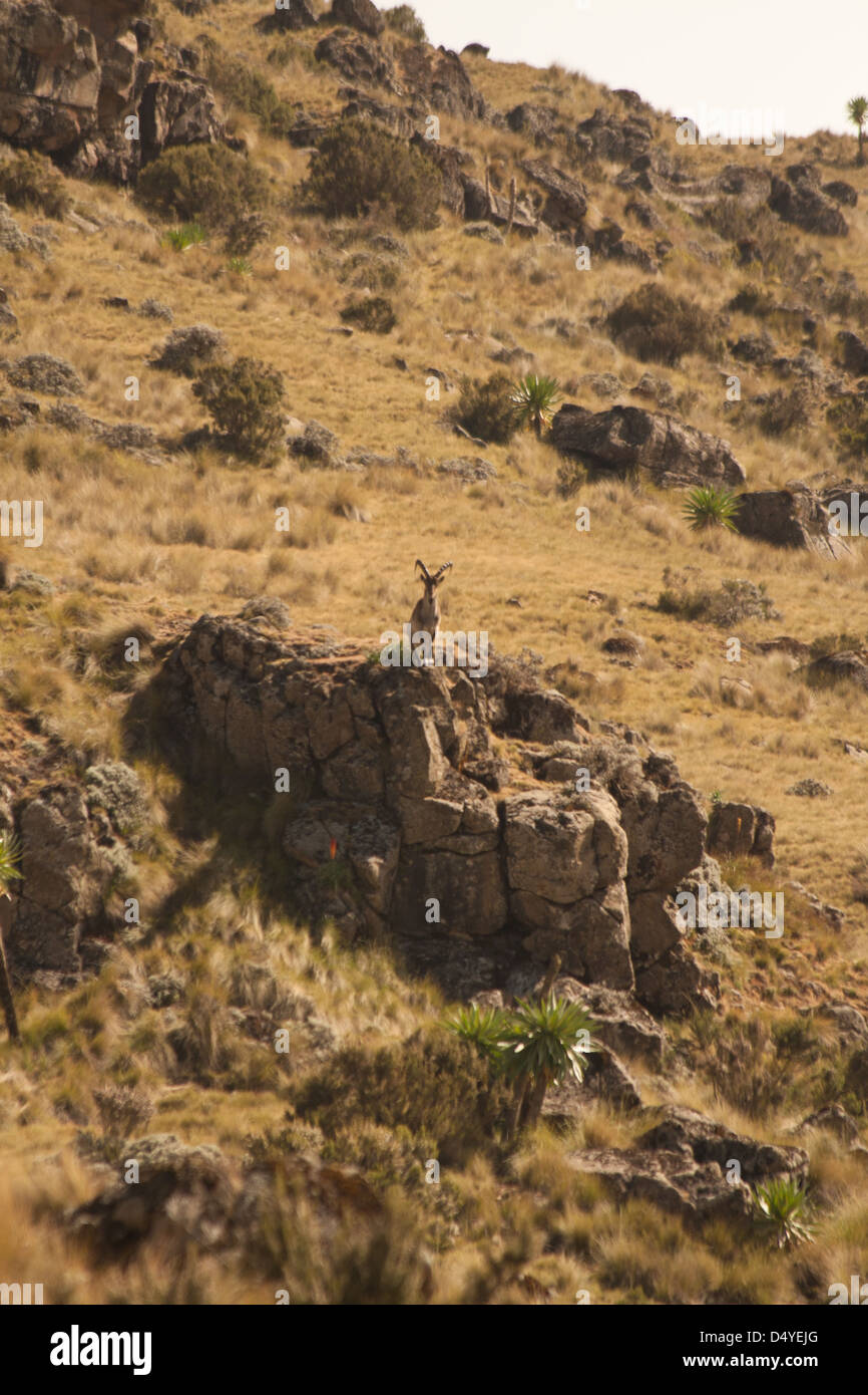 An endangered Walia/Abyssian Ibex stands on a rocky outcrop in the Simien Mountains National Park in Ethiopia Stock Photo