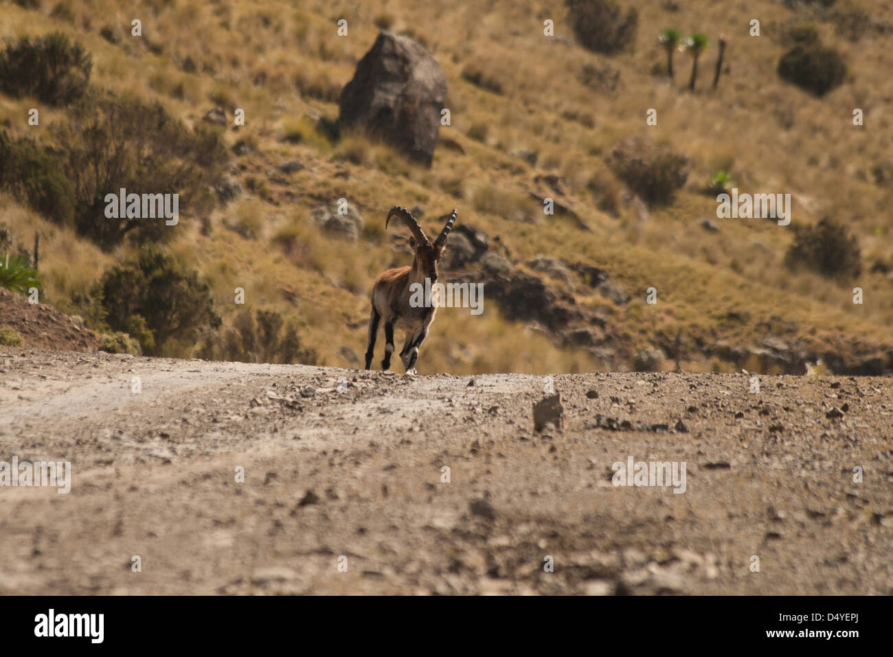 A male Walia Ibex runs across open terrain in the Simian Mountains National Park to reach an out of shot female Ibex Stock Photo