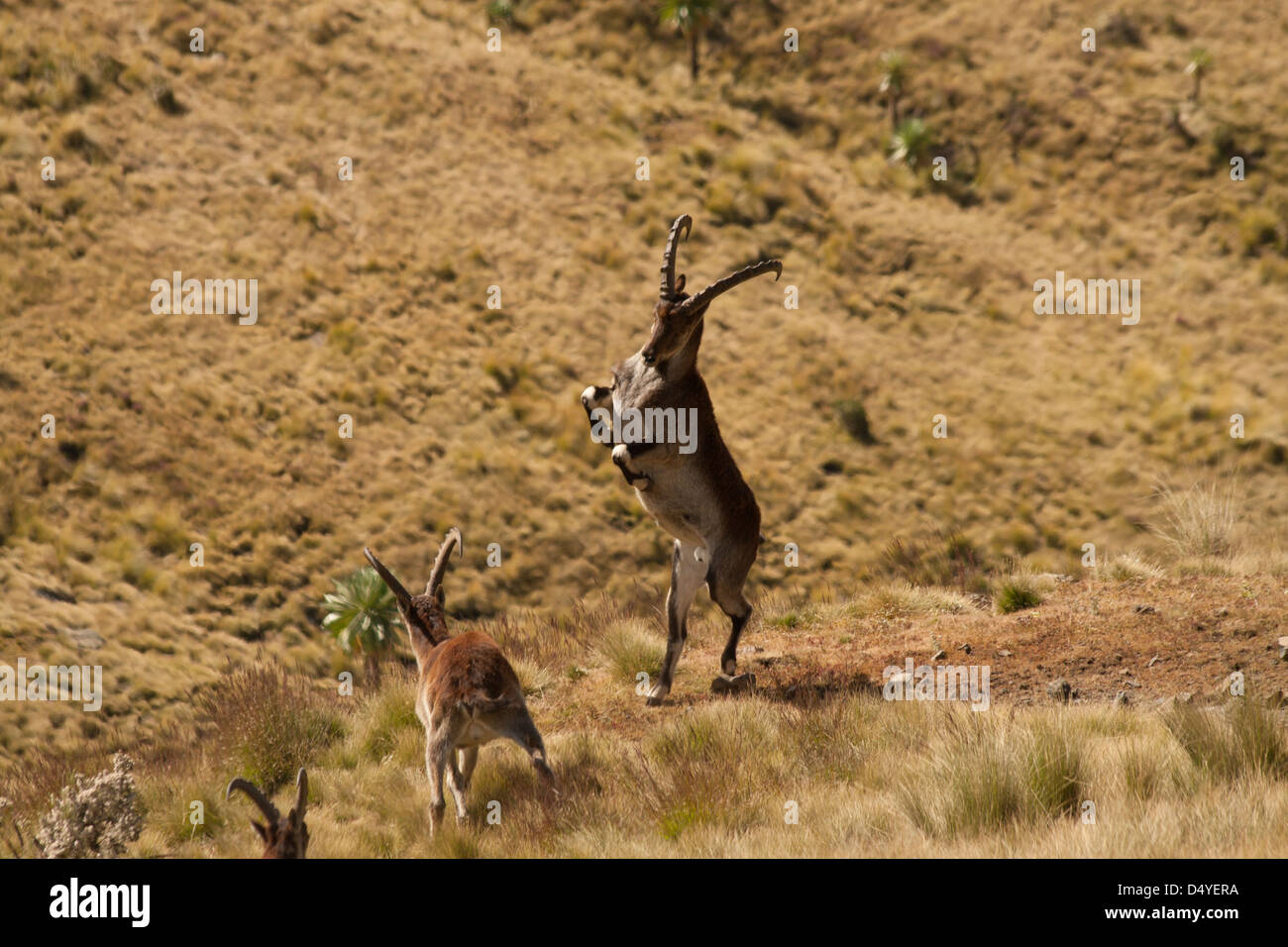 A Walia Ibex rears to show its dominance in a fight with another male over an onlooking female Ibex Stock Photo