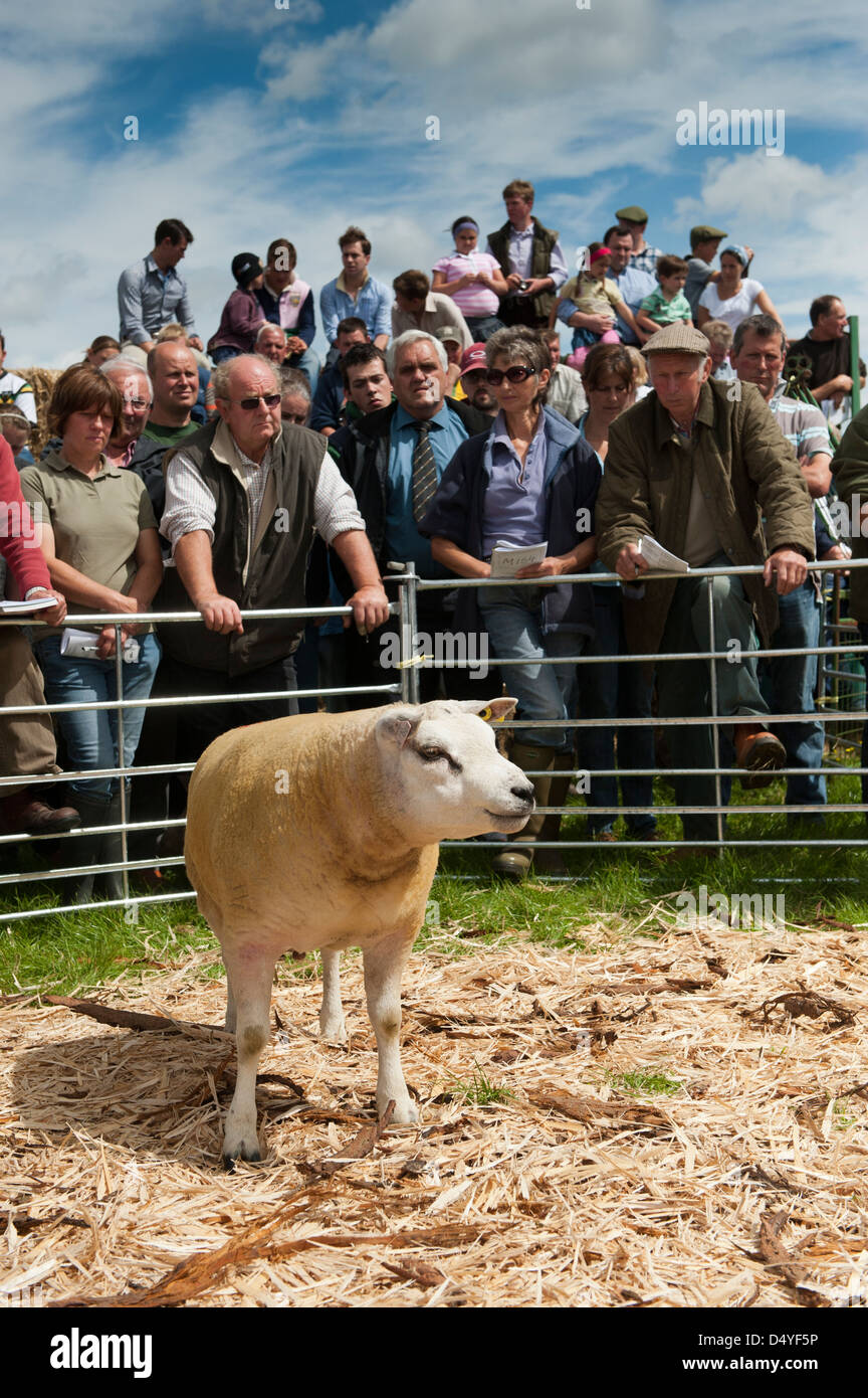 Sheep animal ram livestock hi-res stock photography and images - Alamy
