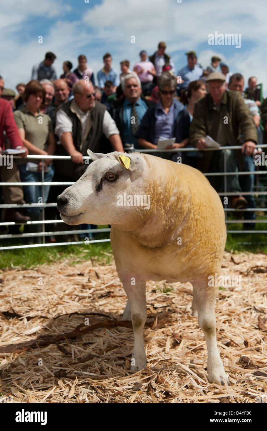 Sheep animal ram livestock hi-res stock photography and images - Alamy