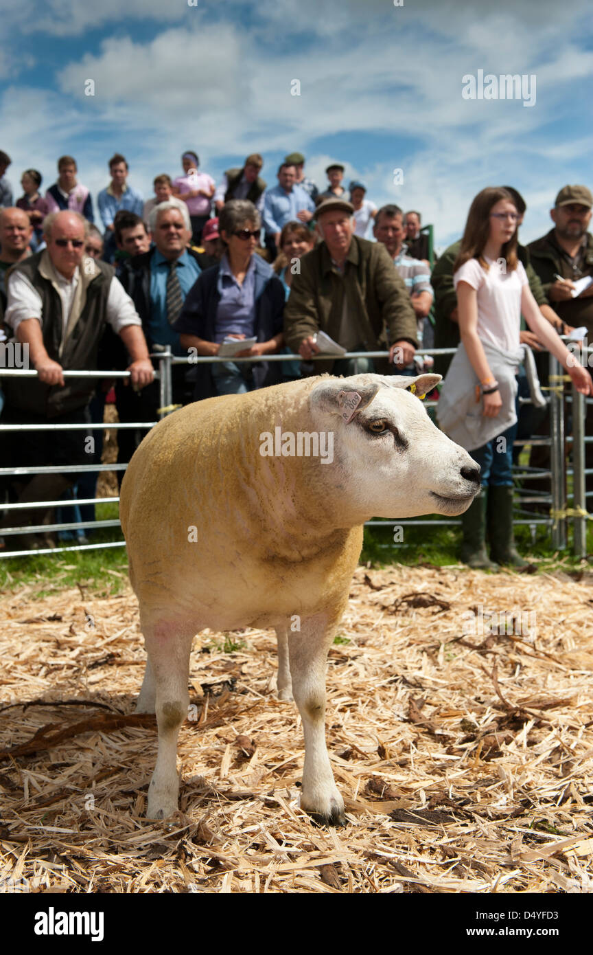Thame sheep fair hi-res stock photography and images - Alamy