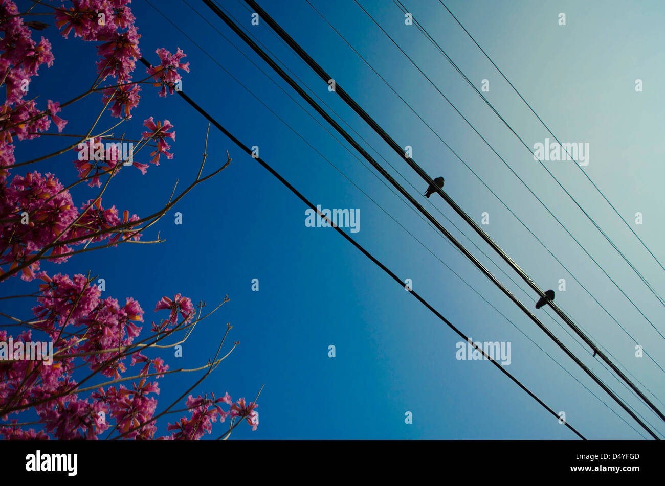 birds on a wire Stock Photo