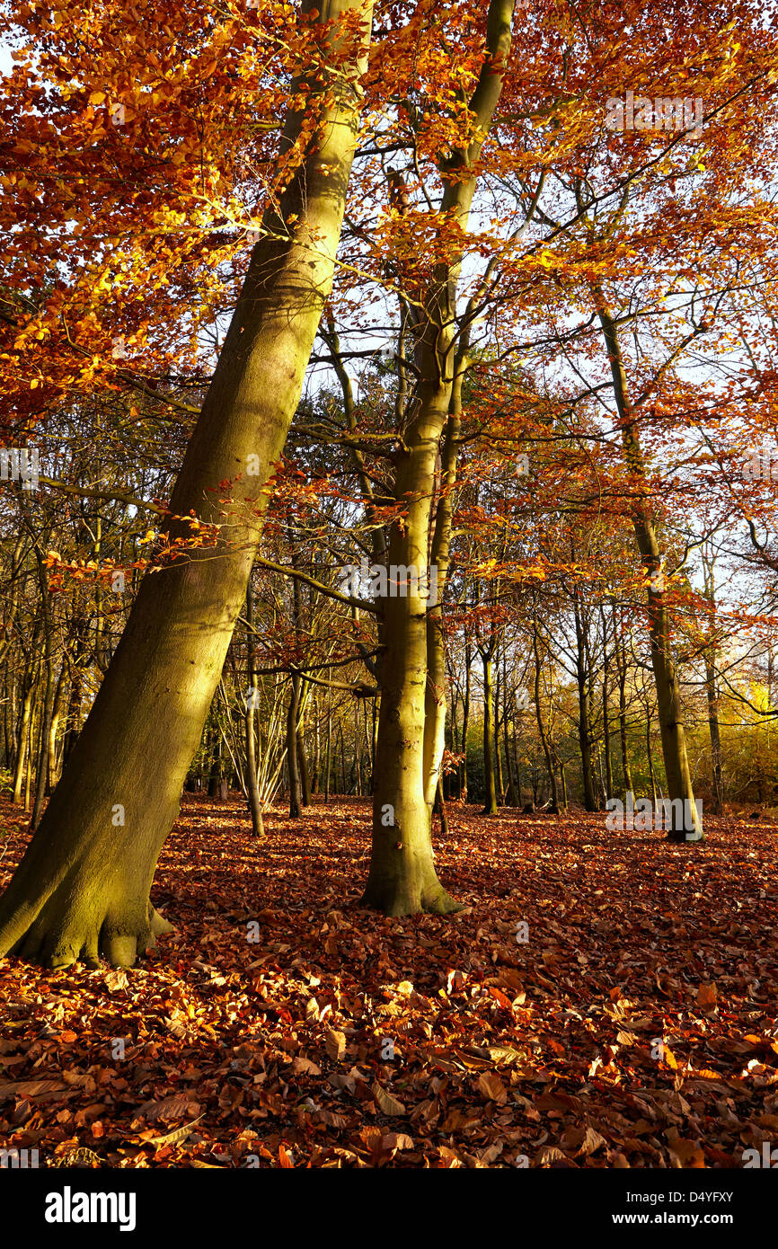 UK Woodland Trees in Autumn Stock Photo