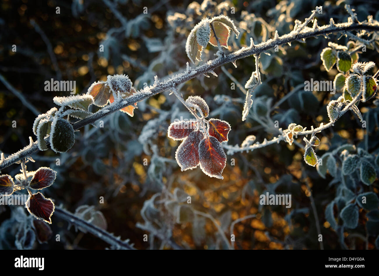 Blackberry leaves covered in hoar frost in an English hedgerow in winter Stock Photo