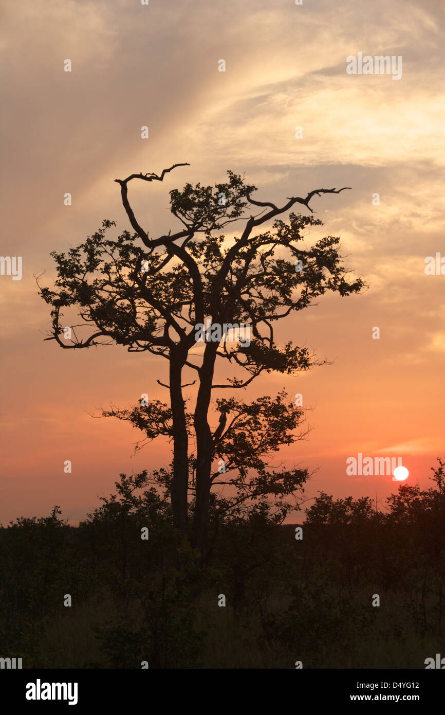 The mopane or mopani tree grows in hot, dry, low-lying areas in the far northern parts of southern Africa. Stock Photo