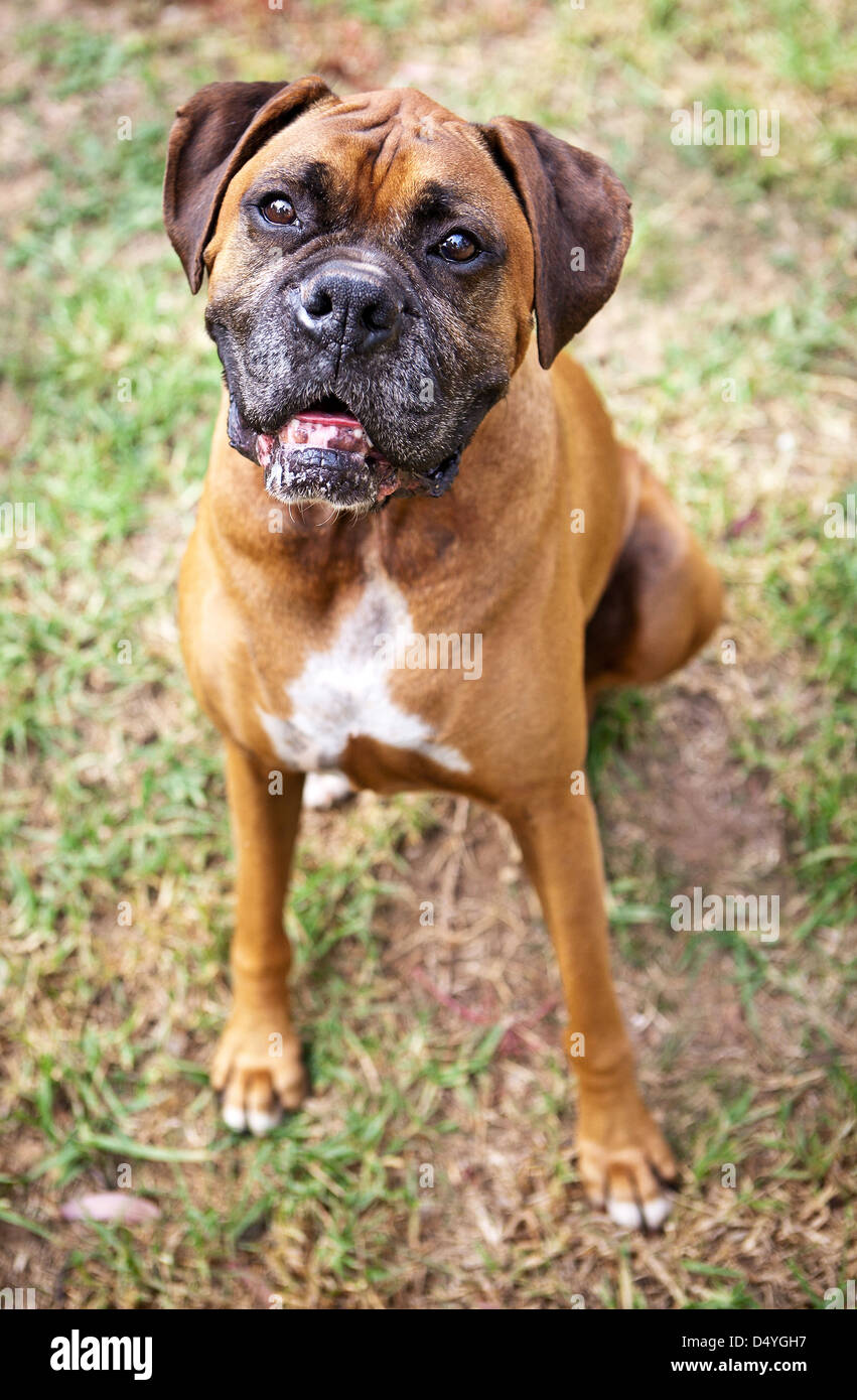 Boxer dog Stock Photo