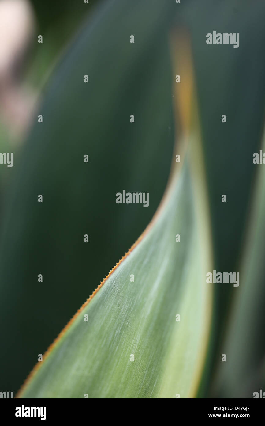 close up of green leaf Stock Photo