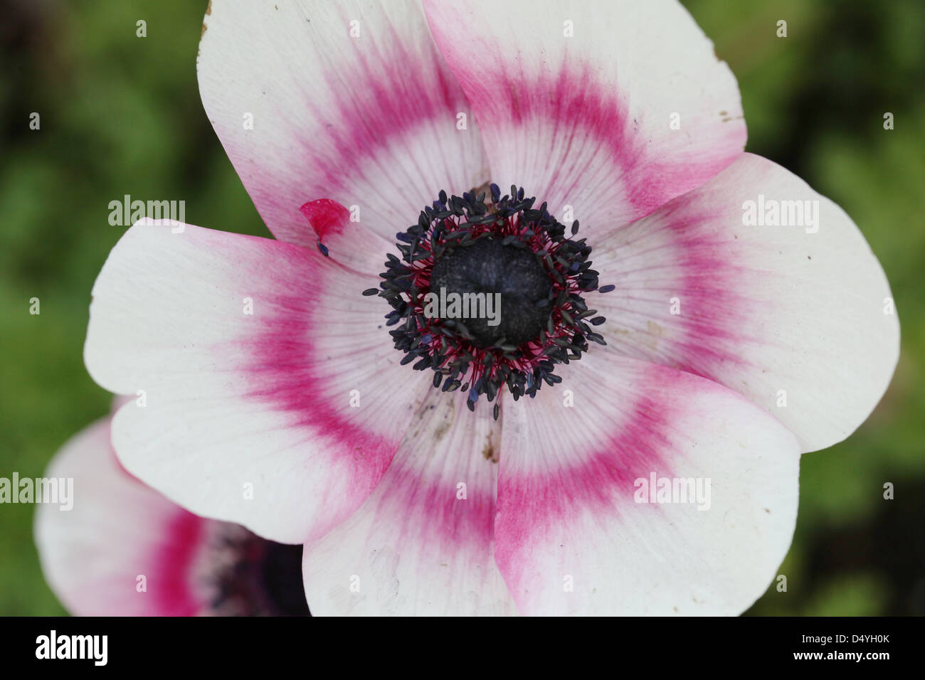anemone flower close up detail Stock Photo
