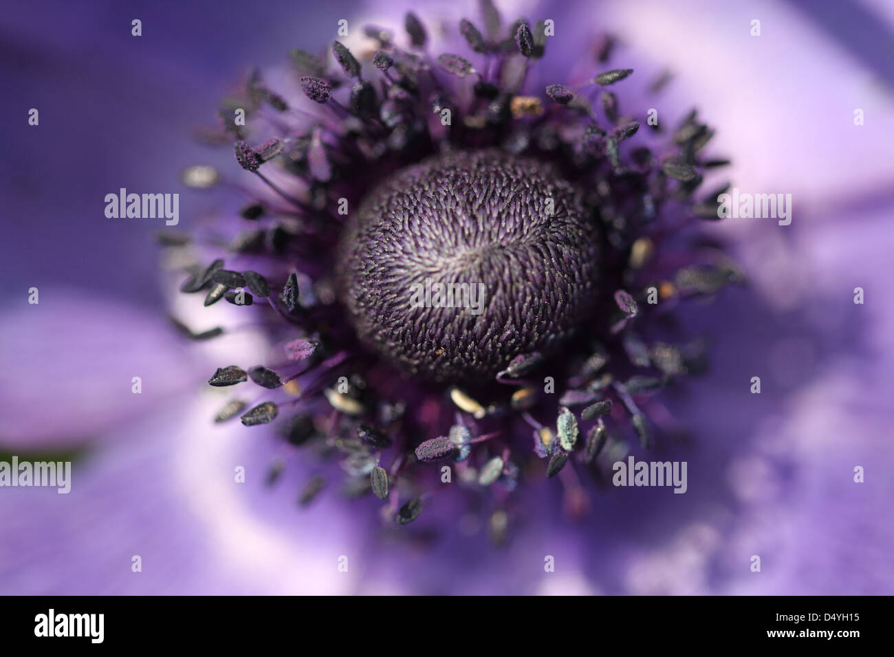 anemone flower close up detail Stock Photo