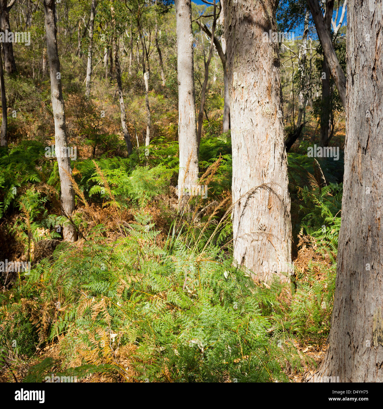 Scenic view into classic Australian bush Stock Photo