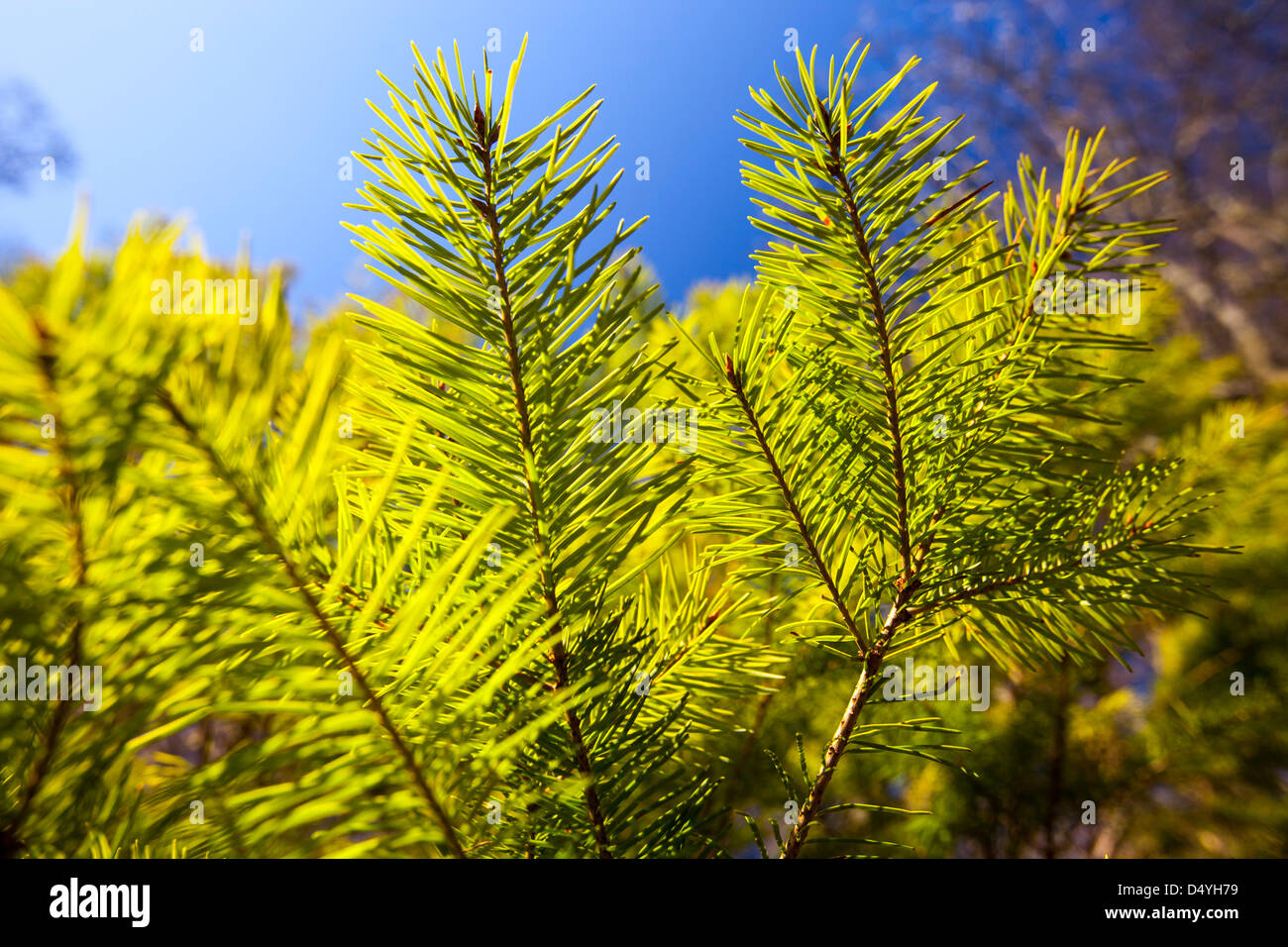 new growth on pine trees. Stock Photo