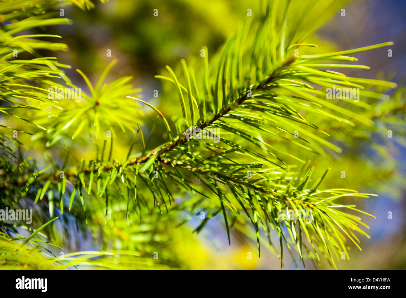 new growth on pine trees. Stock Photo