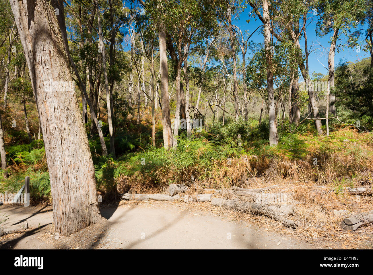Scenic view into classic Australian bush Stock Photo
