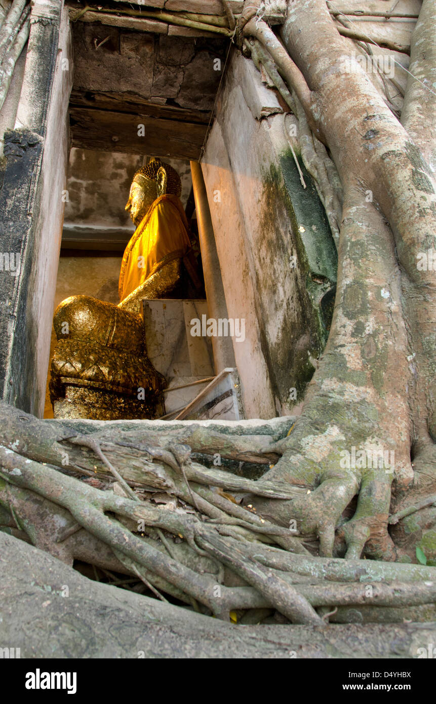 Thailand, Amphawa. Wat Bang Kung, temple home to Nin Mani golden Buddha, temple window overgrown by ancient banyan tree. Stock Photo