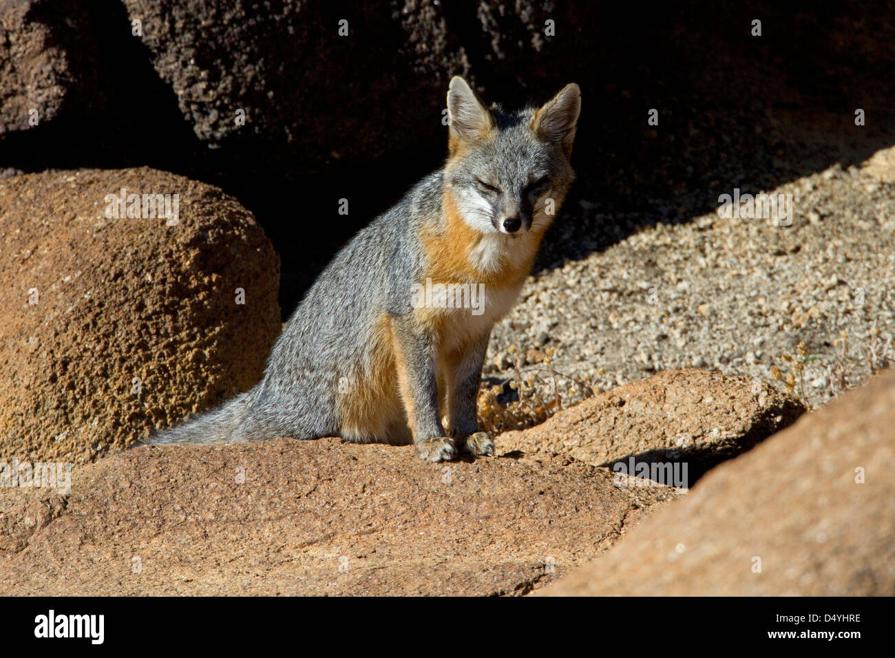 Gray Fox (Urocyon cinereoargenteus) sitting on a rock at Barker Dam