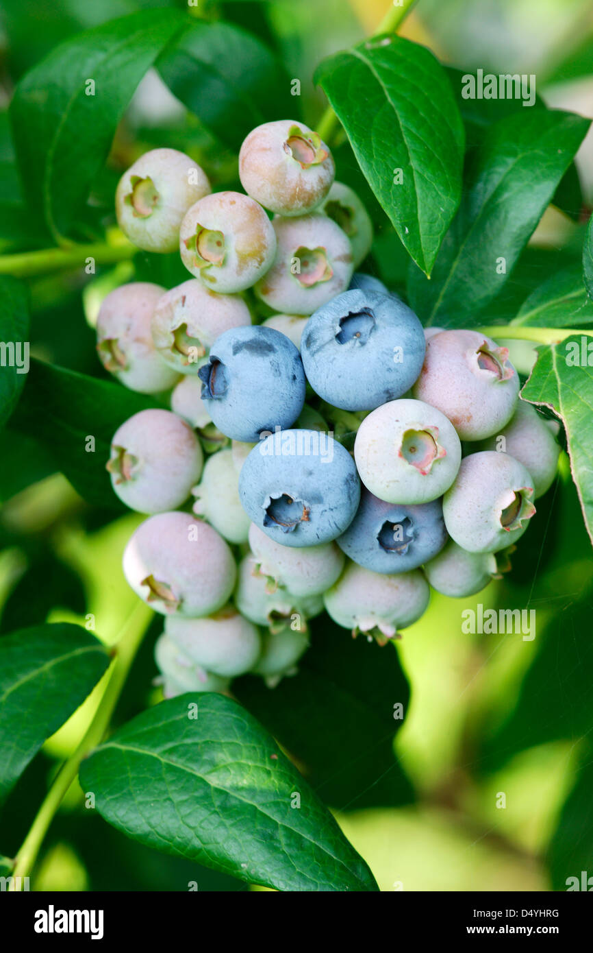 Blueberry tree hi-res stock photography and images - Alamy