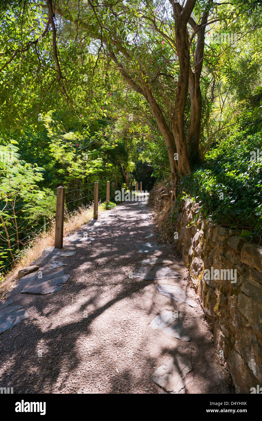 Pathway through lush green forest in Australia Stock Photo