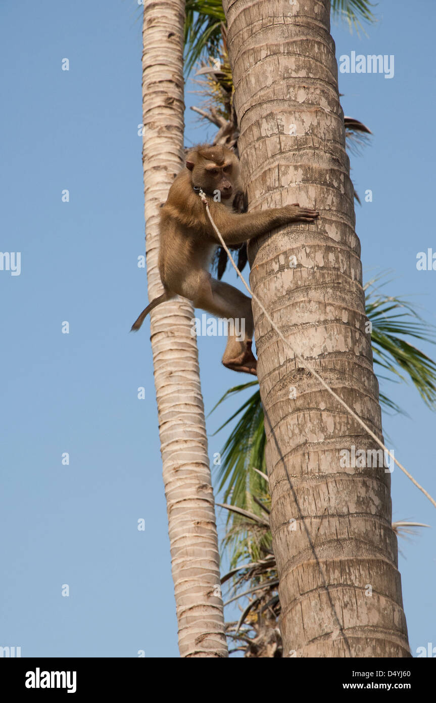 Thailand, Ko Samui. Coconut plantation. Macaque, trained to drop coconuts from the palms, climbing up tree. Stock Photo
