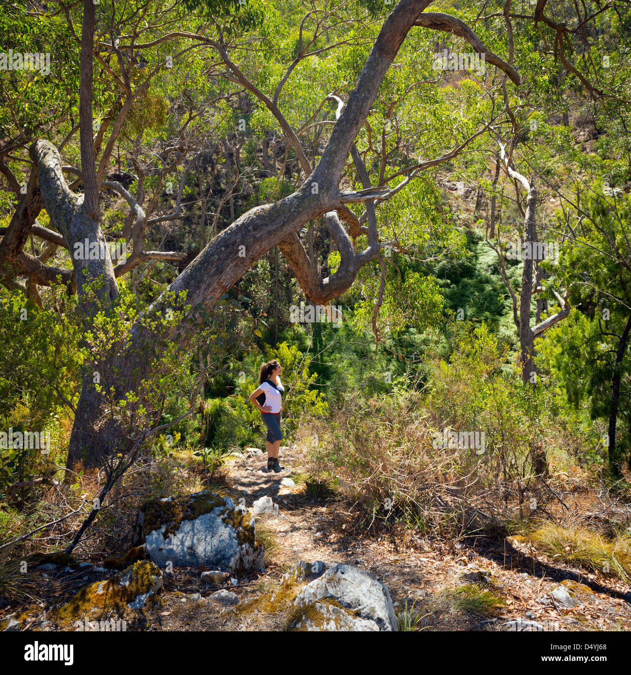Young woman hiking in the Australian bush Stock Photo