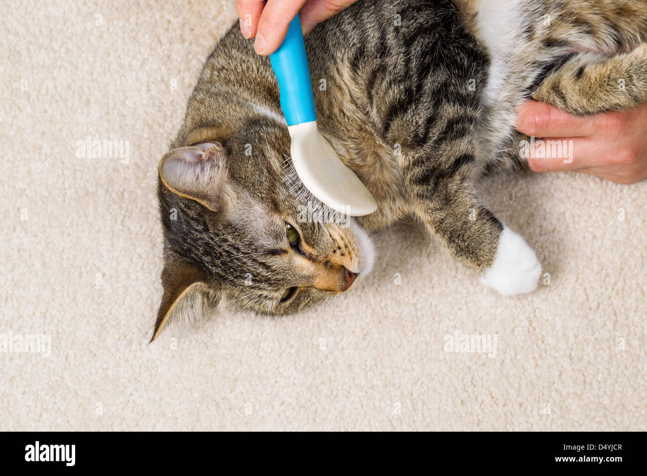 Photo Of Family Cat Being Groomed With Hair Brush Stock Photo