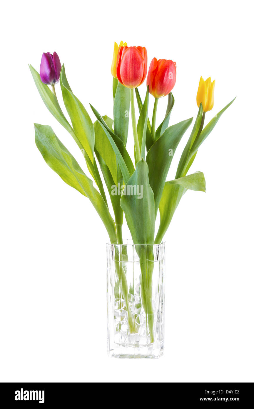 Vertical photo of tulip flowers in glass vase isolated on white ...