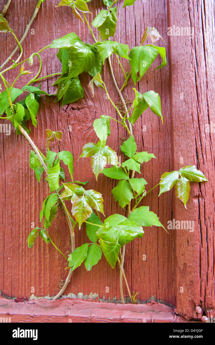 Poison Ivy (Toxicodendron radicans), is a climbing plant common in eastern and central U.S. that can cause a rash on contact. Stock Photo