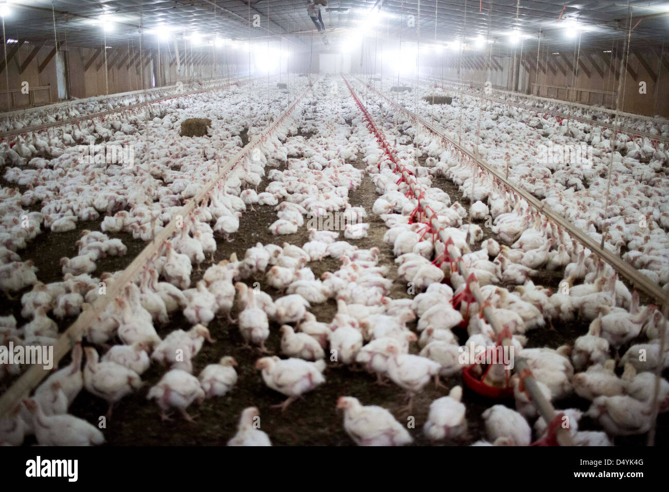 Chickens in a shed on a farm in Delaware, United States on March 1 2013. Photo by Joshua