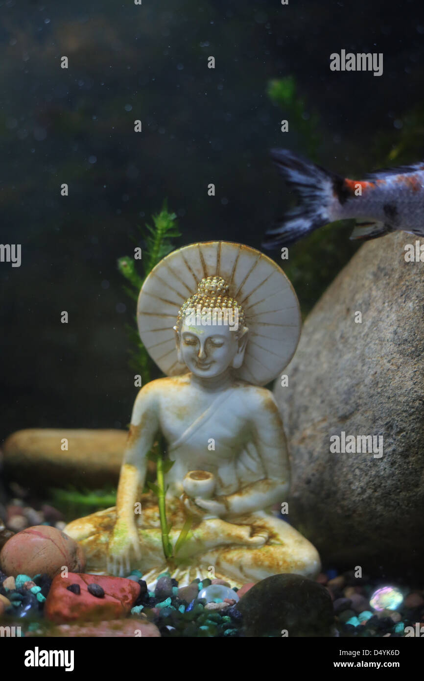 buddha fish tank