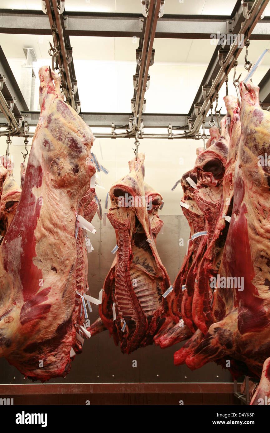 Cattle carcass maturing in the refrigerator of an abattoir Stock Photo