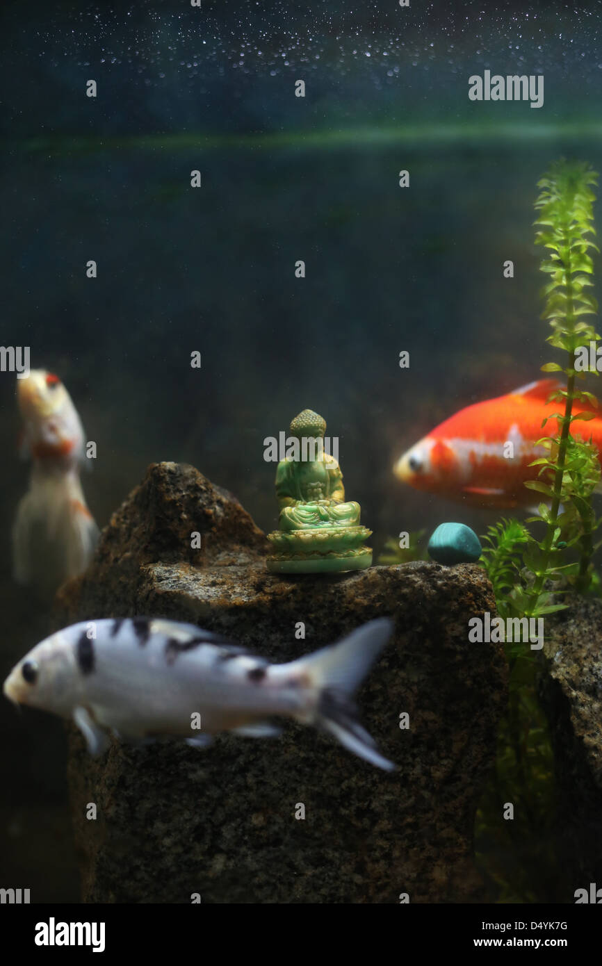 Fish in a tank swimming around a Buddha statue Stock Photo Alamy