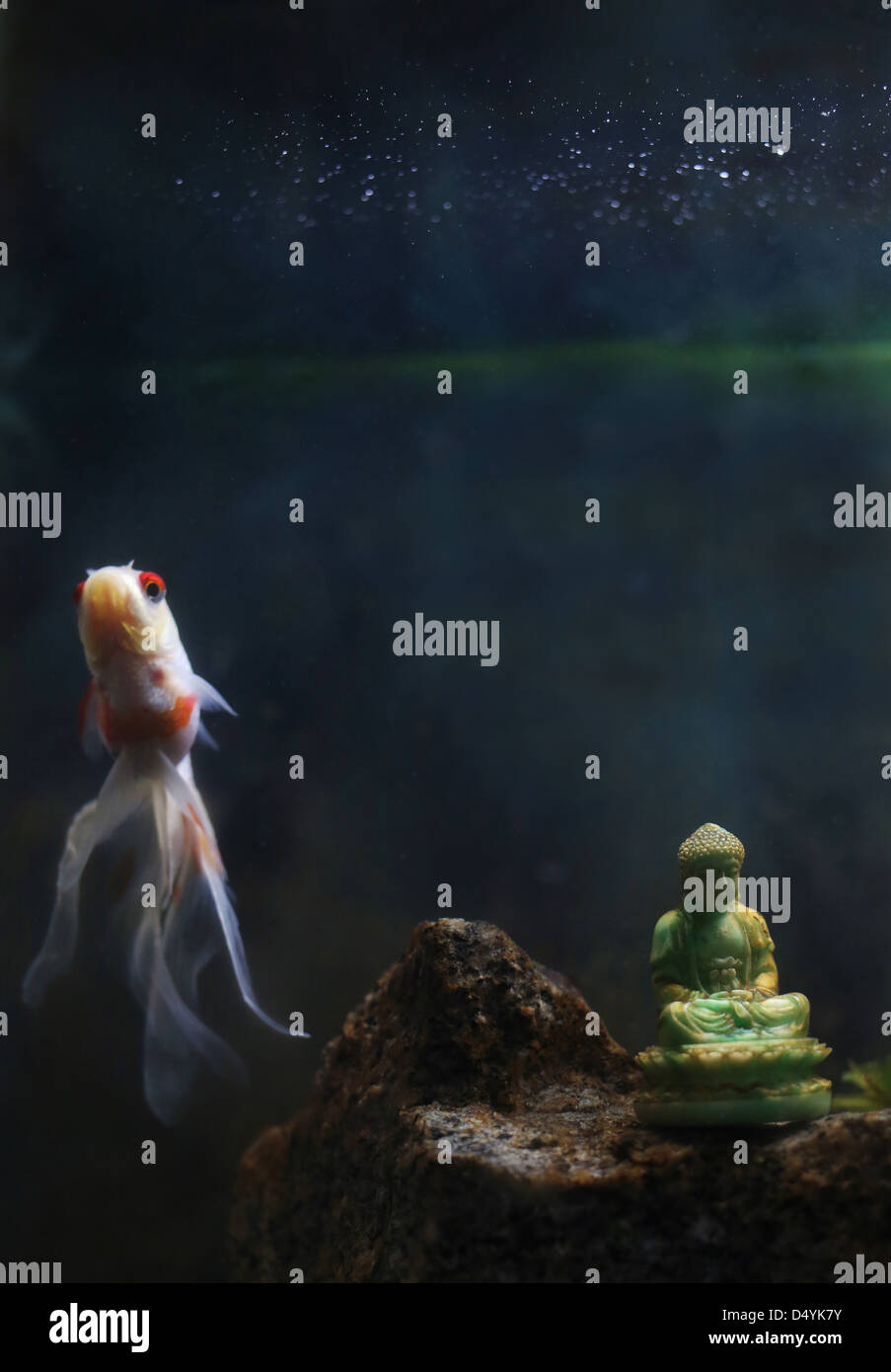 Fish In Tank Next Buddha Hi res Stock Photography And Images Alamy fish-in-tank-next-buddha-hi-res-stock-photography-and-images-alamy