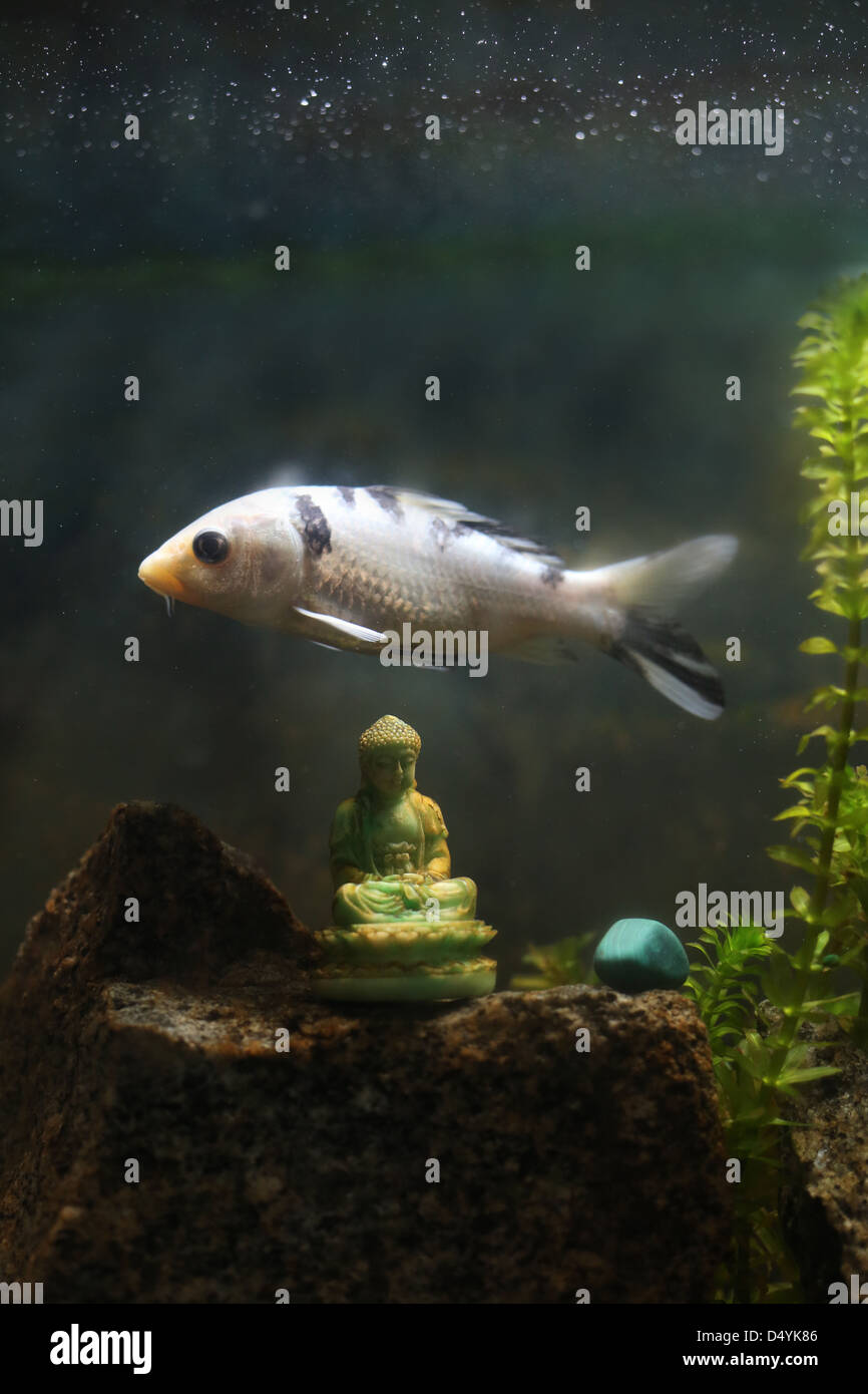 A fish in a tank swimming above a Buddha statue Stock Photo Alamy