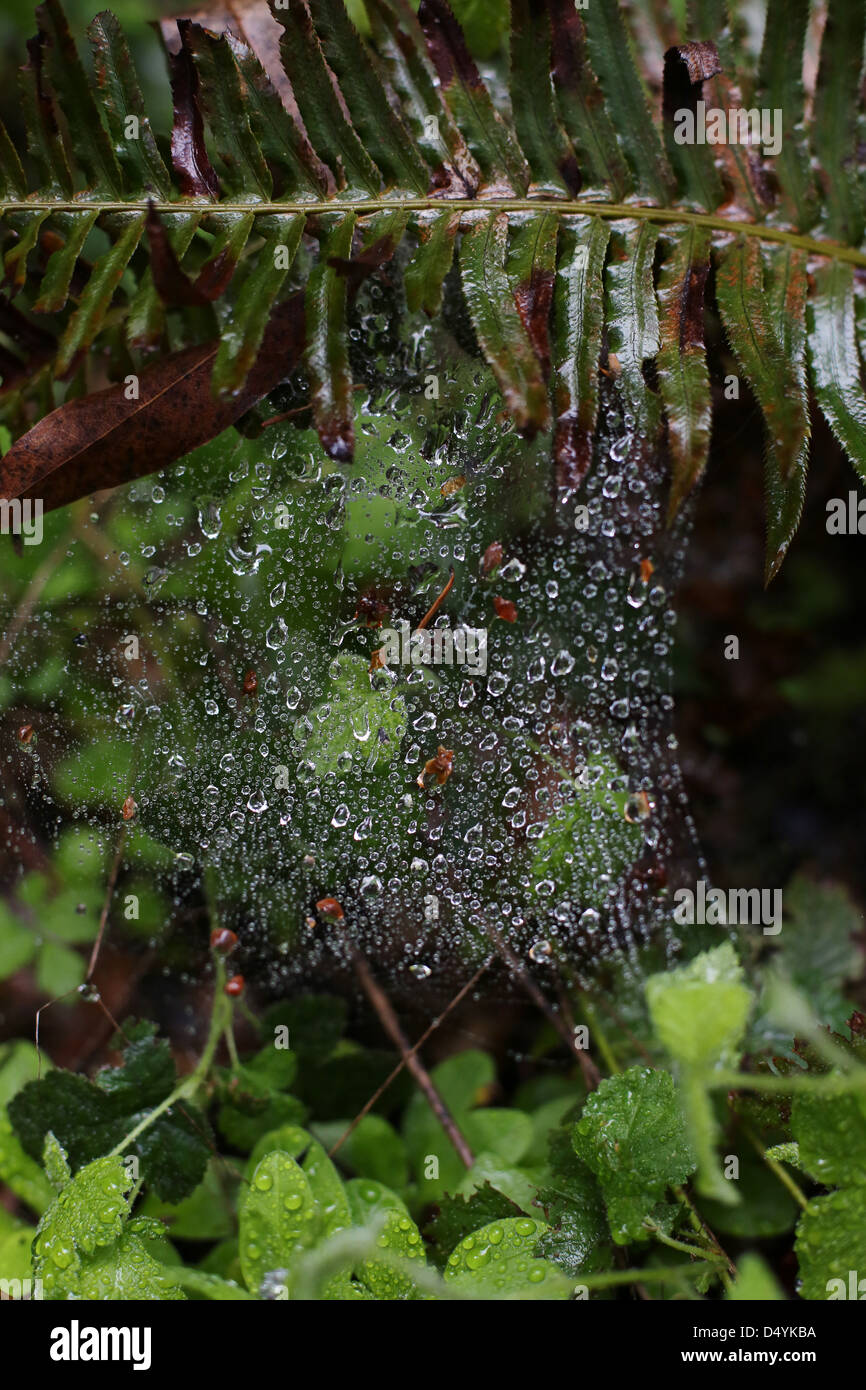 A spider web covered in rain drops. Stock Photo