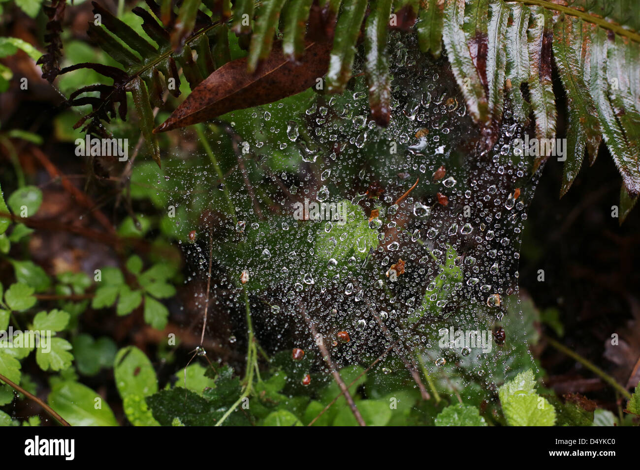 A spider web covered in rain drops. Stock Photo