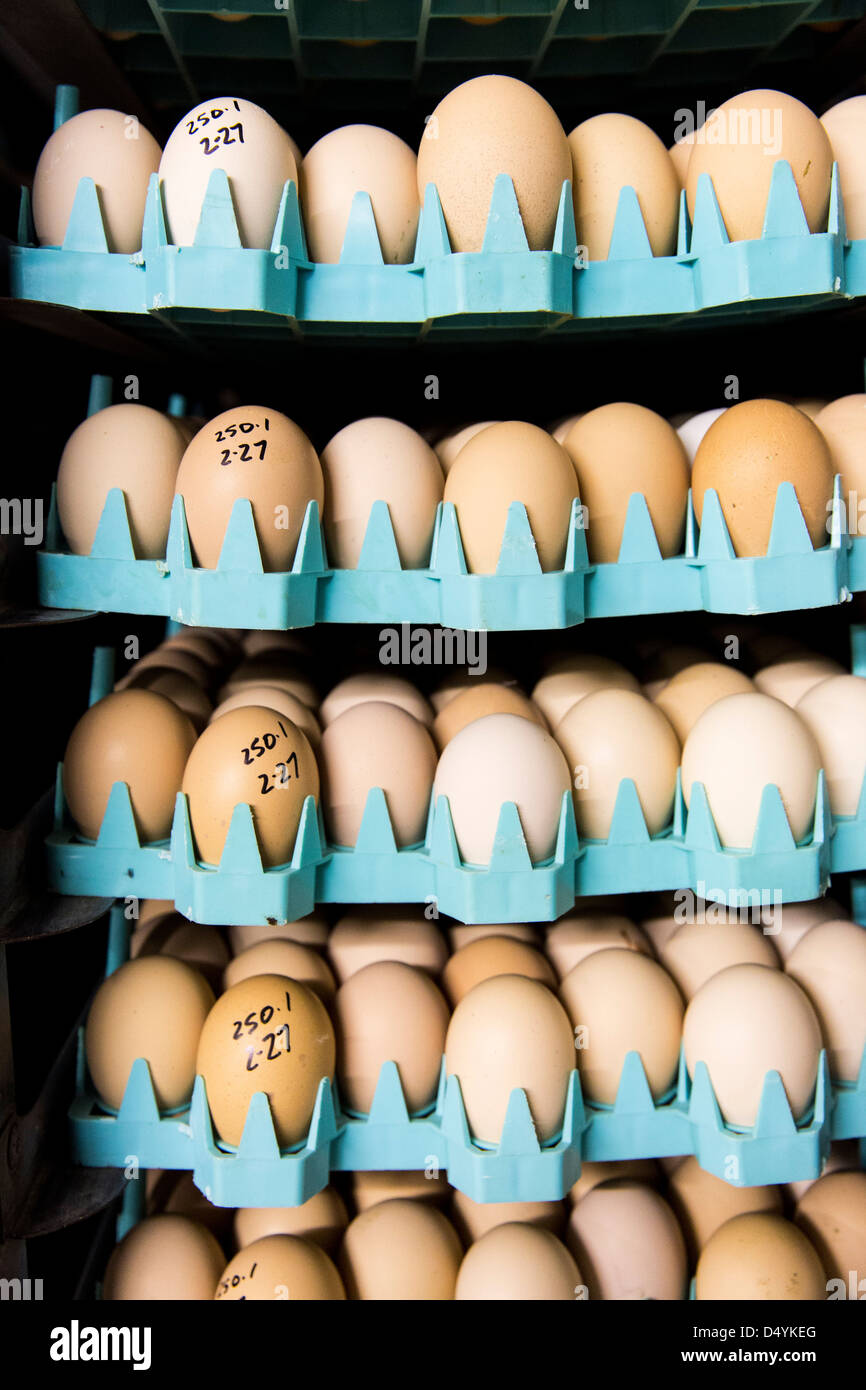 Eggs from a breeder wait to be placed in an incubator at a hatchery in Delaware on March 1, 2013. Stock Photo