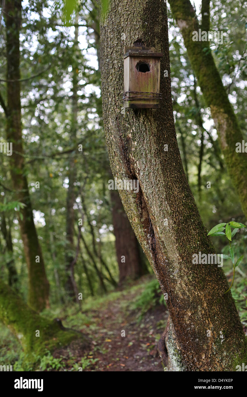 A birdhouse on a tree in a forest Stock Photo Alamy