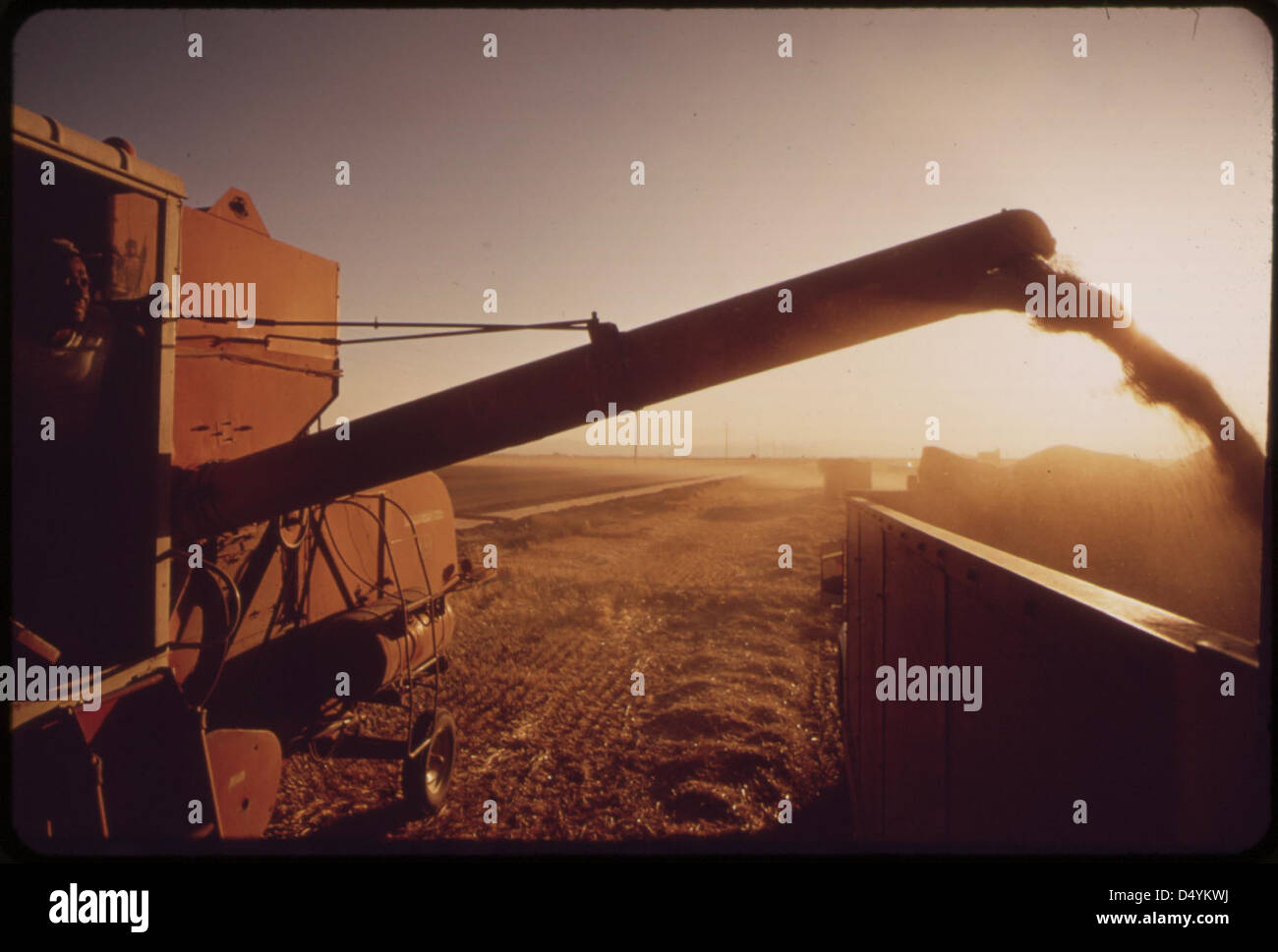 Harvesting barley grown in the Imperial Valley, May 1972 Stock Photo Alamy