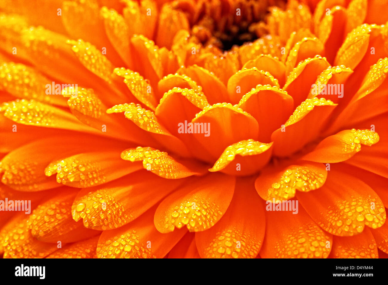 Calendula blossom, captured with morning dew, on the petals. Stock Photo
