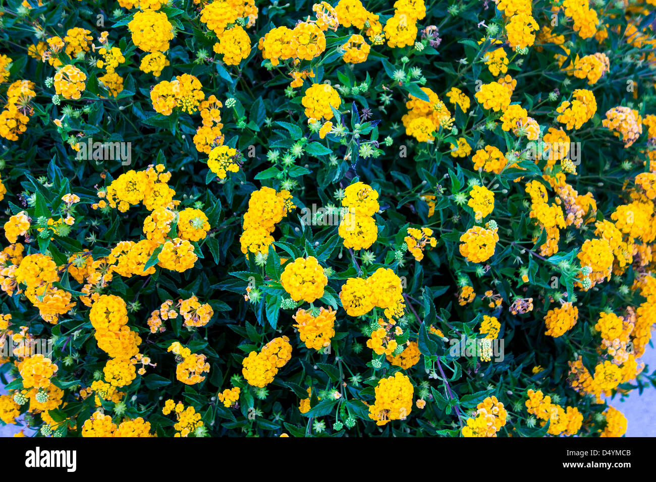 Hedge shrub hires stock photography and images Alamy
