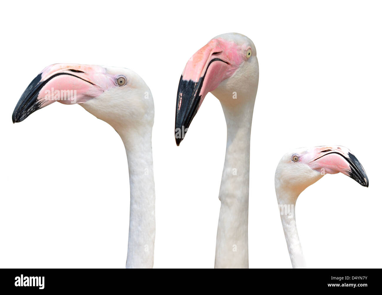 pink flamingos isolated on white Stock Photo