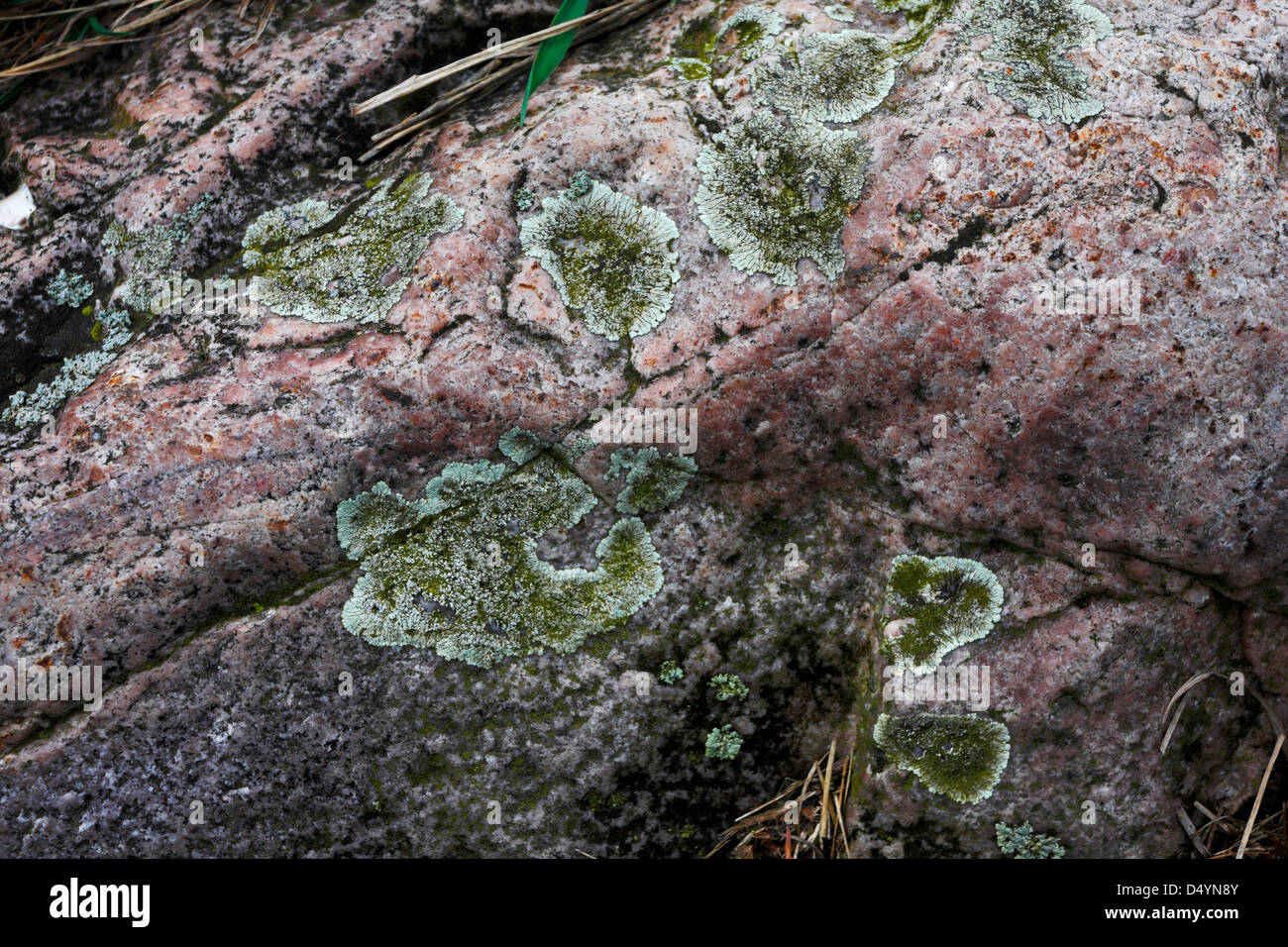Green lichen growing on rose quartz glacial till stone. Stock Photo