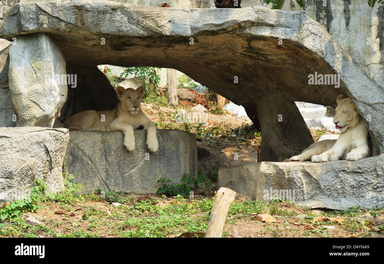 two African lionesses resting in the cave Stock Photo