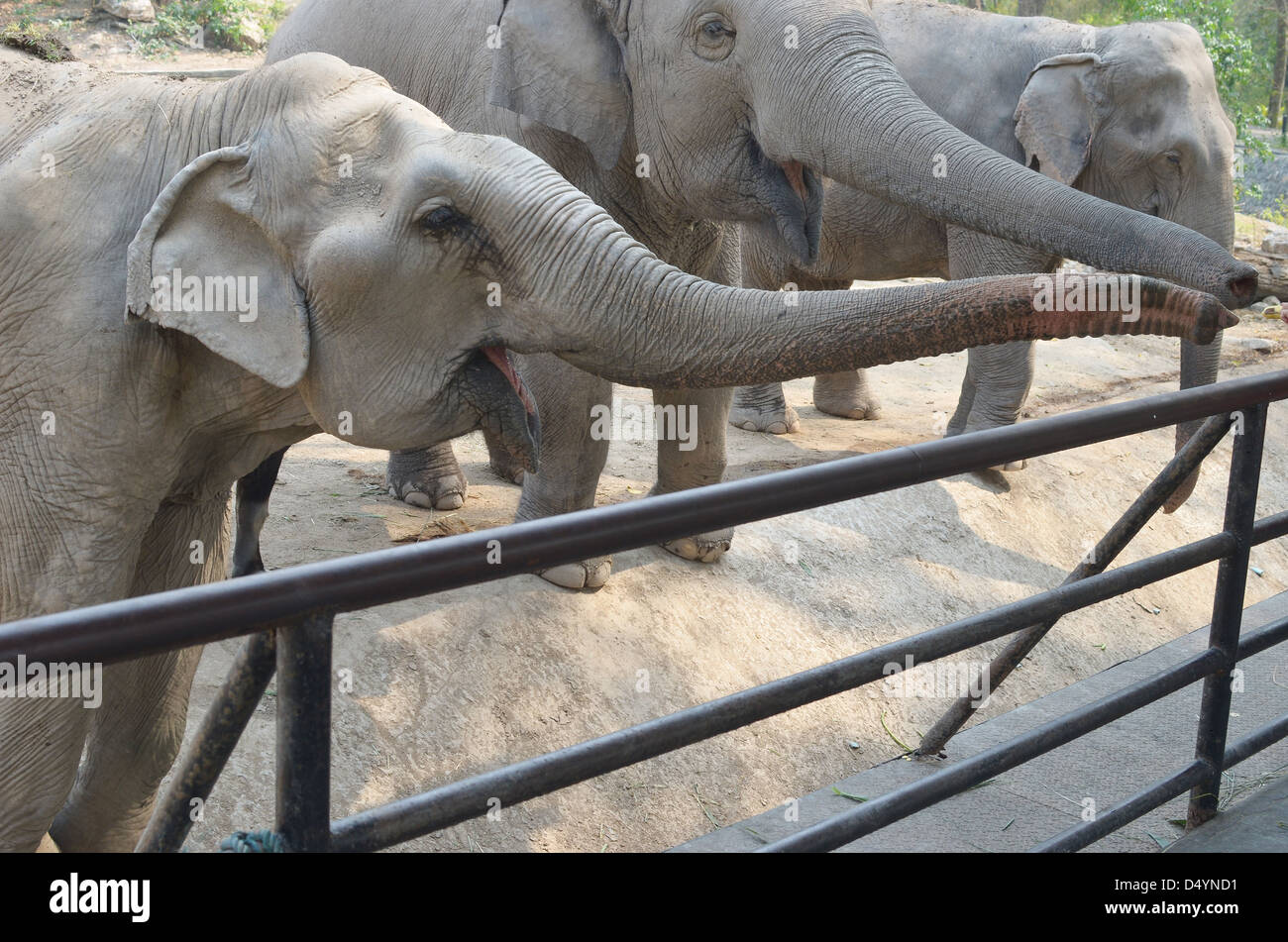 elephants in the Zoo Stock Photo Alamy