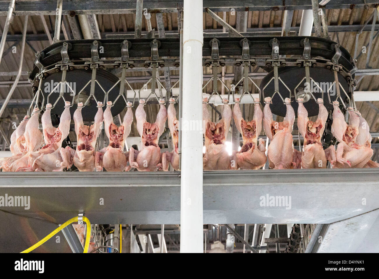 Workers prepare chicken carcasses on the line at a processing plant in