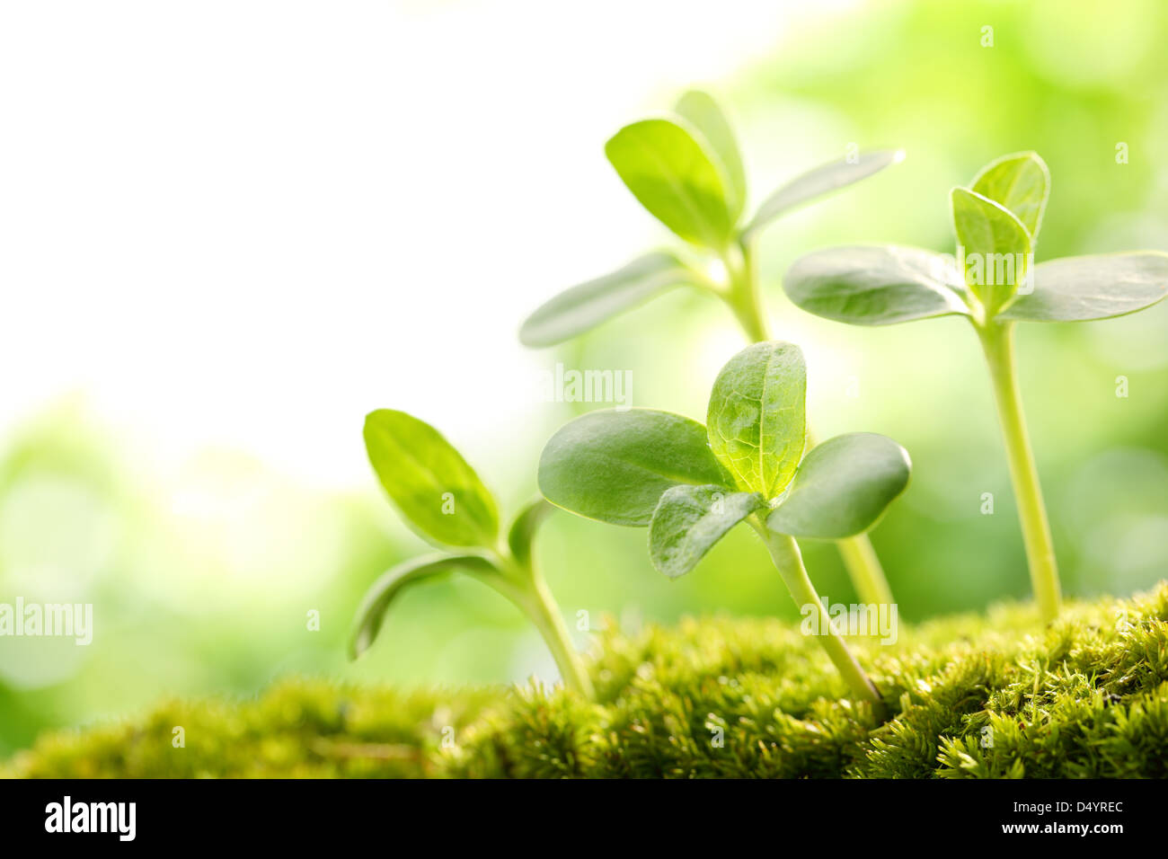 Young sprout in springtime,Closeup. Stock Photo