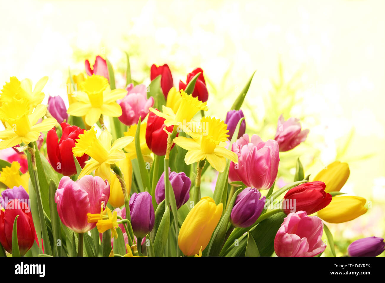Tulips and daffodils hires stock photography and images Alamy