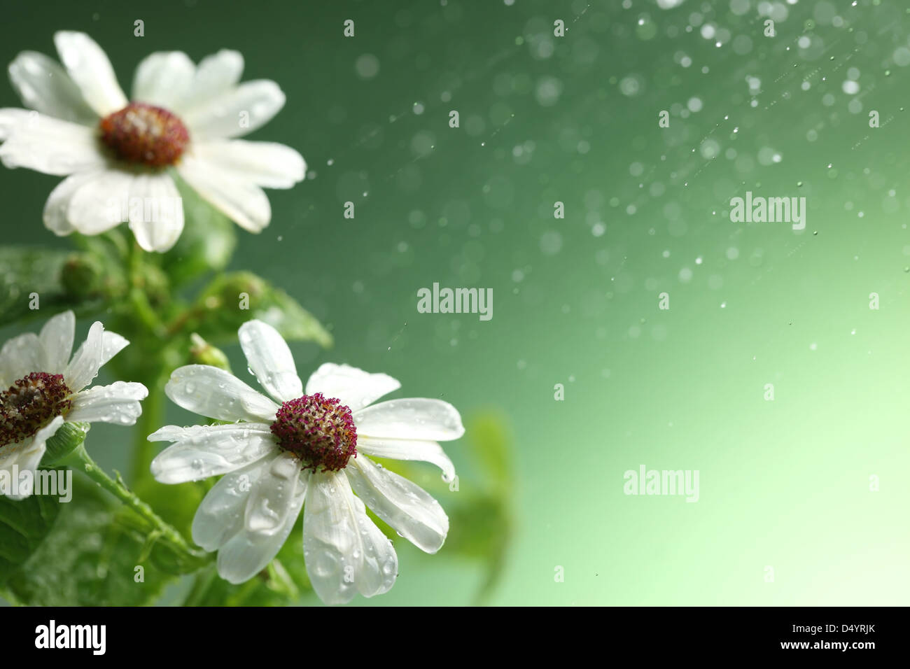 Closeup of white daisy with water drops Stock Photo